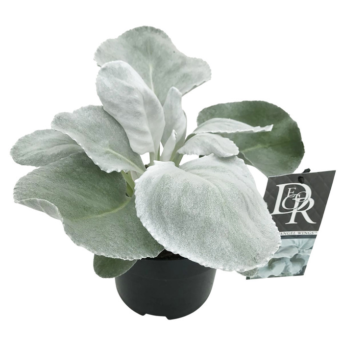 Senecio Angel Wings sukkulent 17 cm
